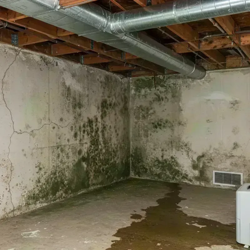 Professional Mold Removal in West Point, VA